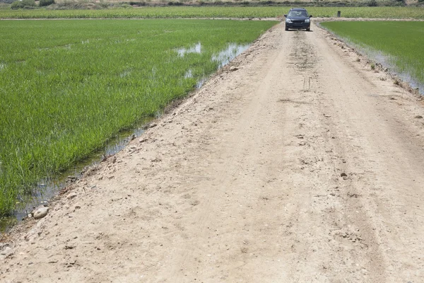 Driving between young rice paddy fields — Stock Photo, Image