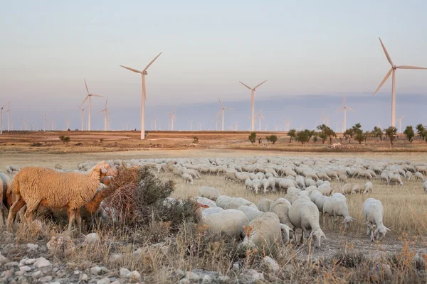 Kudde schapen grazen op elektrische windturbines boerderij — Stockfoto