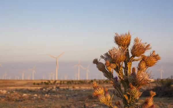 Thistle op windturbines kwekerij op dorre landschap — Stockfoto