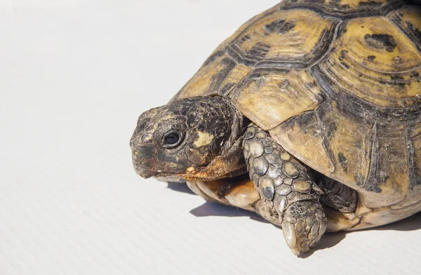 Hermans schildpad geïsoleerd over Wit — Stockfoto
