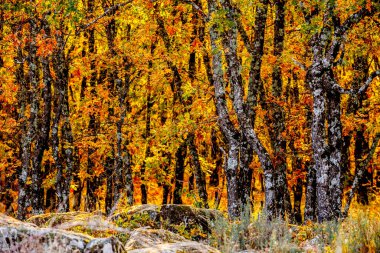 Oak grove background in autumn season. Garganta de los Infiernos Natural Reserve, Caceres, Extremadura, Spain clipart