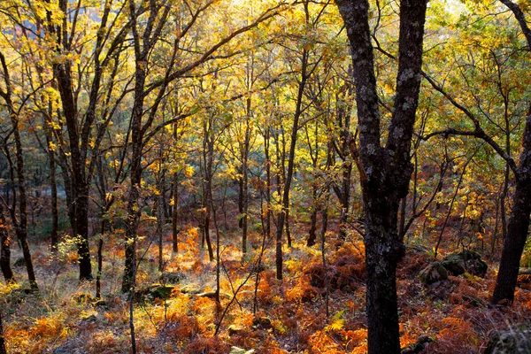 Lund Bakke Efteråret Sæson Garganta Los Infiernos Naturreservat Caceres Extremadura - Stock-foto