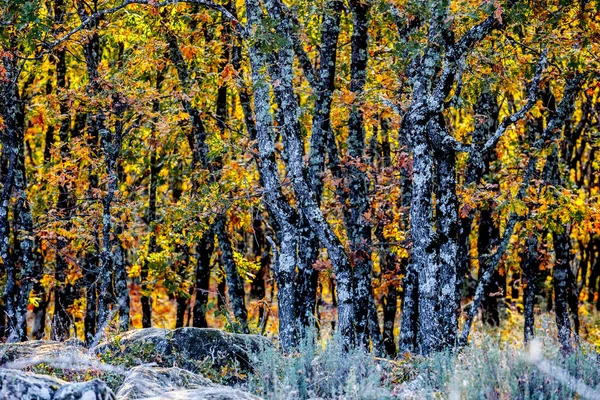 Eichenhain Hintergrund Der Herbstsaison Naturreservat Garganta Los Infiernos Caceres Extremadura — Stockfoto