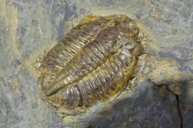 Orta Ordovician döneminden kalma trilobitler. Seçici odak
