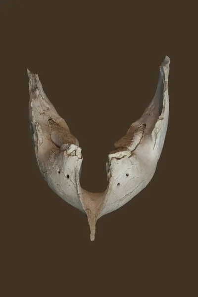 アルカラ ヘナレス スペイン 2020年10月10日 マドリード州ゲタフェで発見された先史時代のウーリーマンモスの顎 スペイン マドリード地域考古学博物館 — ストック写真