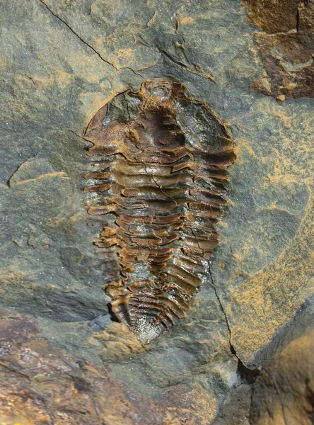 Neseuretus Avus Trilobites Fosszíliák Közép Ordoviciából Felülnézet — Stock Fotó