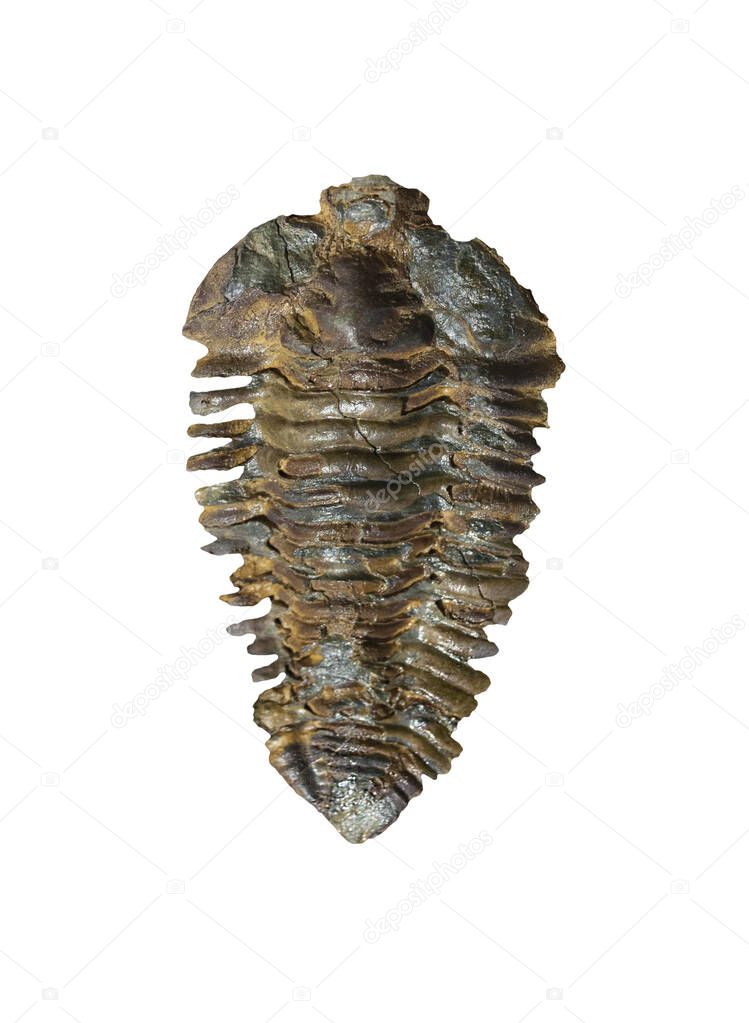 Neseuretus avus, trilobites fossil from Middle Ordovician. Overhead view