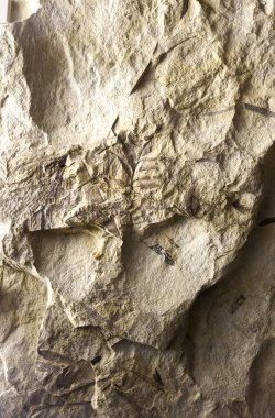 Alcala de Henares, İspanya - 10 Ekim 2020: Mezozoik bitkiler. Üst Kretase Dönemi. Madrid Bölgesel Arkeoloji Müzesi