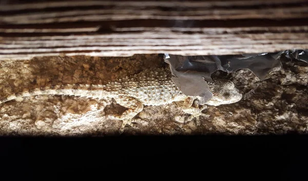 Gemeenschappelijke Muur Gekko Klimmen Oude Lintel Deur Sluitingsdatum — Stockfoto