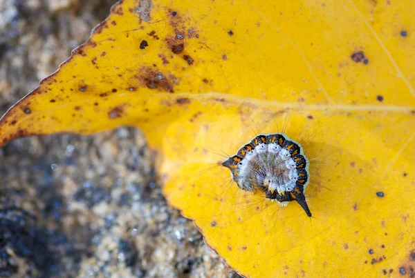 Chenille Roulait Boule Sur Une Feuille Jaune Automne Gros Plan — Photo