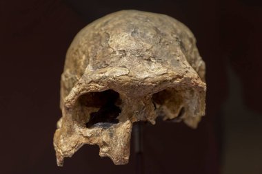 Madrid, İspanya - 6 Mart 2021: Homo ergaster kafatası. Madrid, İspanya. Seçici odak