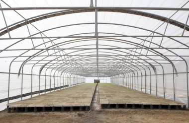 Serada küçük domates filizleri. Vegas Altas del Guadiana, Extremadura, İspanya