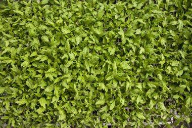 Seradaki domates fideleri. Tepeden. Vegas Altas del Guadiana, Extremadura, İspanya