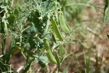 La Serena çayırlarındaki bezelye bitkisi, Badajoz, Extremadura, İspanya. Yakın çekim.