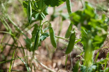 La Serena çayırlarındaki bezelye bitkisi, Badajoz, Extremadura, İspanya. Yakın çekim.