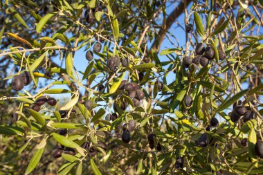 Koyu menekşe zeytin dalı, Tierra de Barros zeytinliği, Extremadura, İspanya