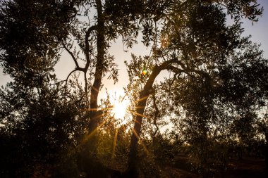 Tierra de Barros zeytinliği, Extremadura, İspanya. Günbatımı mercek parlamaları