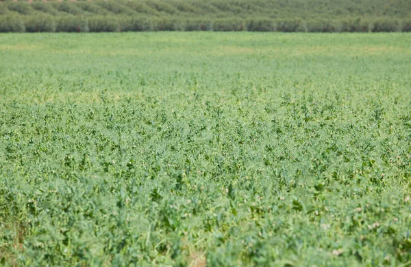 スペインのエストレマドゥーラ州バダホスのラ セレナ牧草地でのエンドウ豆のプランテーション太陽 — ストック写真