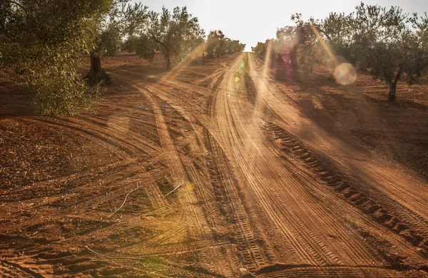 Tierra Barros Olivodling Extremadura Spanien Solnedgång Lins Facklor — Stockfoto