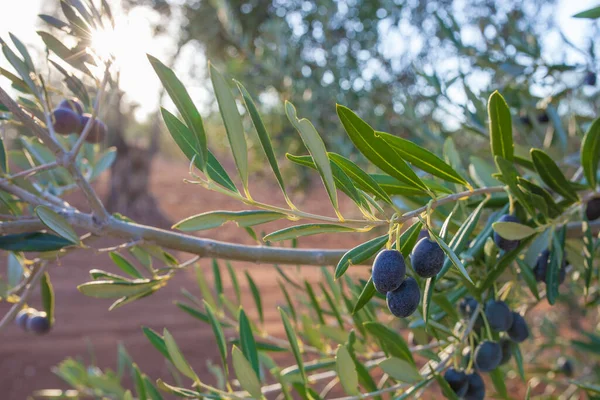 Detail Dark Violet Olive Tree Branch Tierra Barros Olive Grove — Stock Photo, Image