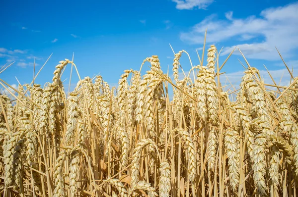 Пшеничные Уши Полные Зерен Зерновом Поле Над Голубым Небом Вид — стоковое фото