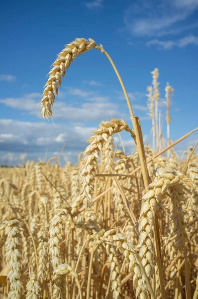 Schöne Weizenähren Viele Körner Auf Einem Getreidefeld Bei Blauem Himmel — Stockfoto