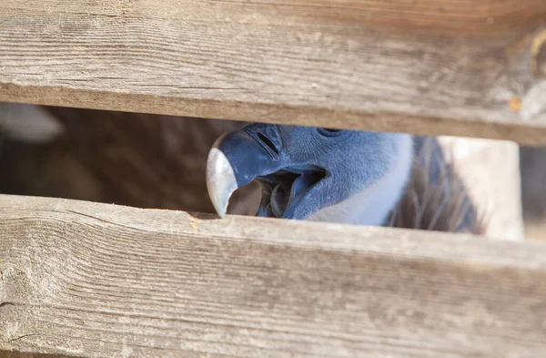 Griffon Vulture Eller Gyps Fulvus Biter Ett Trästaket Selektivt Fokus — Stockfoto