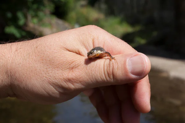 Iberische Salamander Uit Lagina Een Ondiepe Rivier Met Stroompjes Het — Stockfoto