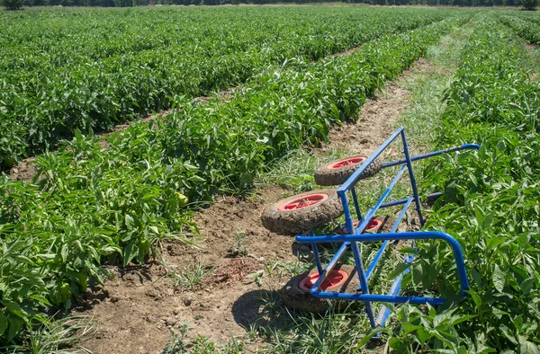 Colha Carrinho Sobre Sulcos Plantação Tomates Jovens Equipamento Transporte Agrícola — Fotografia de Stock