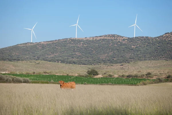 Rote Kühe Die Unten Mit Elektrischen Windrädern Grasen Alagon Valley — Stockfoto