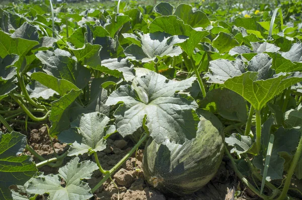 Melón Santa Claus Cultivo Melón Piel Sapo Vista Suelo —  Fotos de Stock