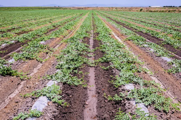 Nur Bewässerte Wassermelonenpflanzen Ernten Weiche Hügel Unten — Stockfoto