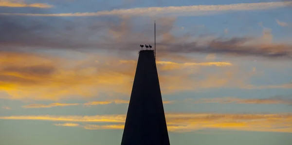 Galisteo Storks Perched Picota Tower Dusk Extremadura Spain — Stok fotoğraf