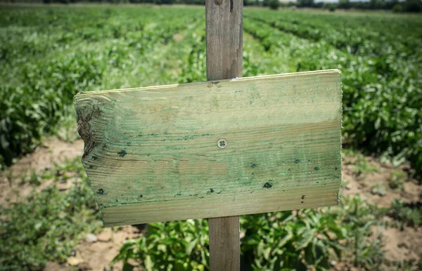 Sinal Madeira Desgastado Usado Para Identificar Variedades Vegetais Foco Seletivo — Fotografia de Stock