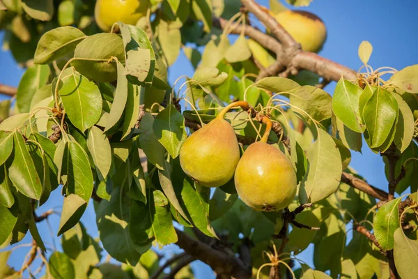 Pear Tree Branch Full Yellow Fruits Blue Sunny Sky — Stock Photo, Image