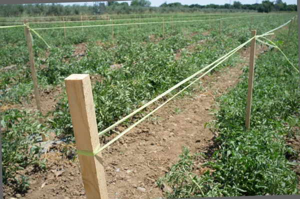 Tomatenplantage Furchen Mit Spalier Vegas Bajas Del Guadiana Spanien — Stockfoto