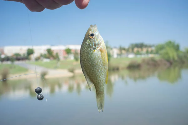 Mondfische Aus Kürbiskernen Die Städtischen Verlauf Des Guadiana Flusses Gefangen — Stockfoto