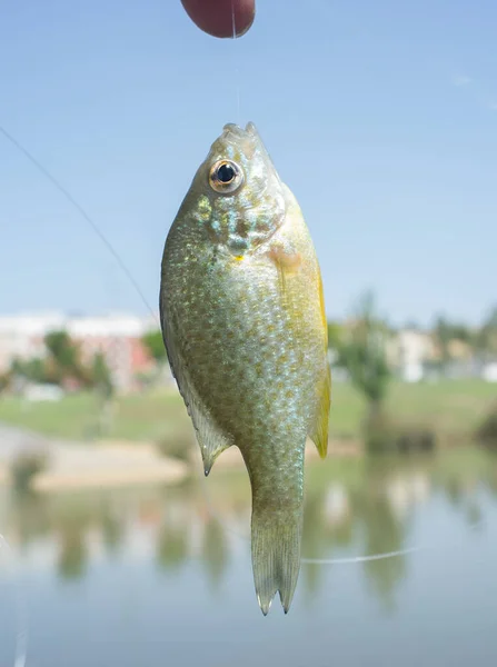 Mondfische Aus Kürbiskernen Die Städtischen Verlauf Des Guadiana Flusses Gefangen — Stockfoto