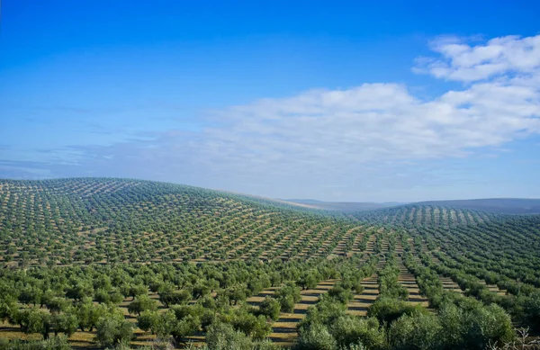 Rozległe Pola Drzew Oliwnych Południowej Hiszpanii Prowincja Jaen — Zdjęcie stockowe