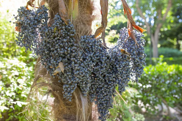 Molino Chino Palma Frutas Maduras Trachycarpus Fortunei Primer Plano — Foto de Stock