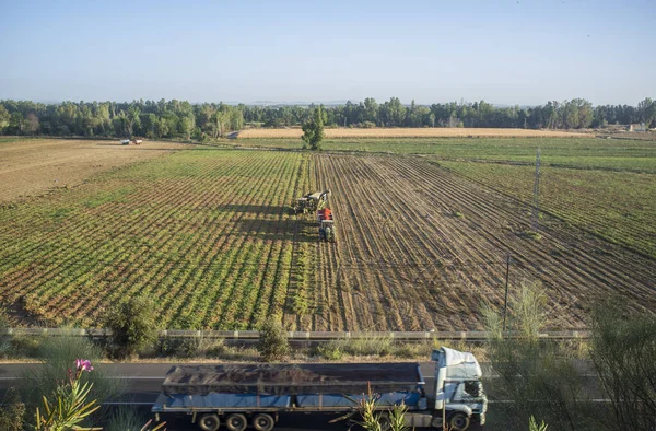 Cosecha Tomate Trabaja Vista Aérea Cargar Camión Tomate Cruzando Lado —  Fotos de Stock