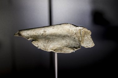 Madrid, İspanya - 6 Mart 2021 Castillo Mağarası, Puente Viesgo, Cantabria, İspanya 'dan dekore edilmiş kürek kemiği. MAN Madrid