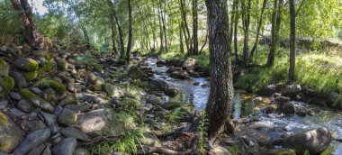 Ribera de Acebo Nehri 'ndeki ağaç ormanı. Sierra de Gata, Caceres, Extremadura, İspanya 'nın kalbindeki olağanüstü doğa noktası.