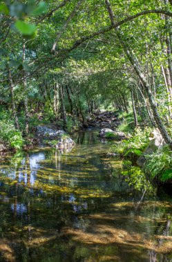 Ribera de Acebo nehrindeki varil kasası ormanı. Sierra de Gata, Caceres, Extremadura, İspanya 'nın kalbindeki olağanüstü doğa noktası.