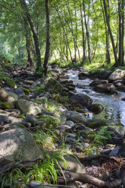 Ribera de Acebo Nehri 'ndeki ağaç ormanı. Sierra de Gata, Caceres, Extremadura, İspanya 'nın kalbindeki olağanüstü doğa noktası.