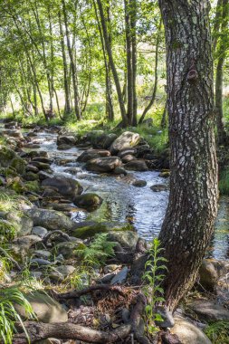 Ribera de Acebo Nehri 'ndeki ağaç ormanı. Sierra de Gata, Caceres, Extremadura, İspanya 'nın kalbindeki olağanüstü doğa noktası.