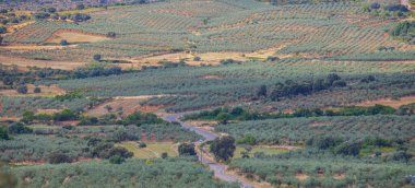 Yerel CC-13.6 karayolu Aceituna zeytin ağacı tarlalarından geçiyor, Algon Vadisi 'ndeki kırsal köy. Caceres, Extremadura, İspanya