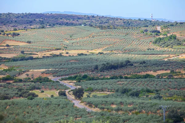 Local Road Crossing Aceituna Olive Tree Fields Rural Village Algon — Stock Photo, Image