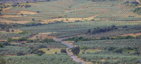 Local Road Crossing Aceituna Olive Tree Fields Rural Village Algon — Stock Photo, Image