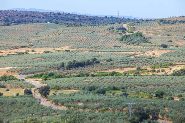 Lokale Weg Kruising Aceituna Olijfboomgaarden Landelijk Dorp Algon Valley Caceres — Stockfoto